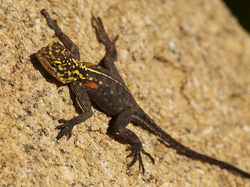 Windhoek, Lizard